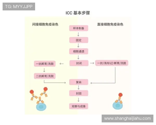 如何快速找到开云体育网页版入口并完成登录操作全流程详解